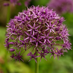 Crocus Coupons